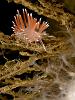 Nudibranch on a branch